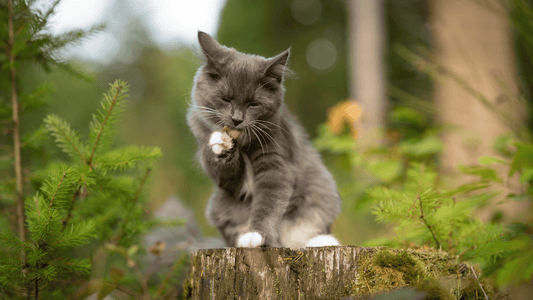 Croquettes appétentes pour chaton - Nourrir comme la nature Pro 