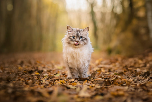Croquettes appétentes pour chat - Nourrir comme la nature Pro 