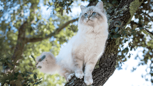 Boutique chat - Nourrir comme la nature Pro 