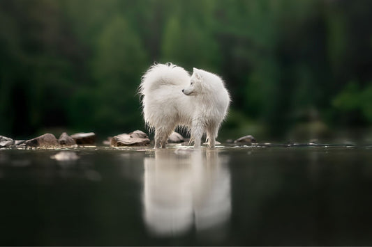 Boutique chien - Nourrir comme la nature Pro 