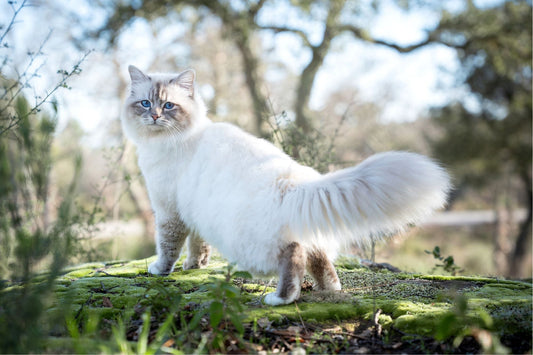 Odour Buster - Nourrir comme la nature Pro 
