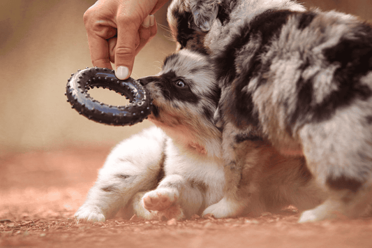 Chien - Accessoires & Jouets - Nourrir comme la nature Pro 