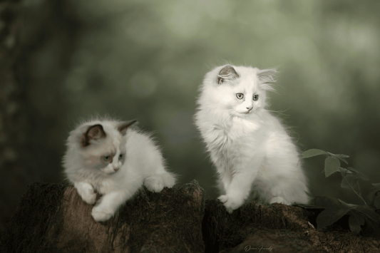Chat - Chaton - Nourrir comme la nature Pro 