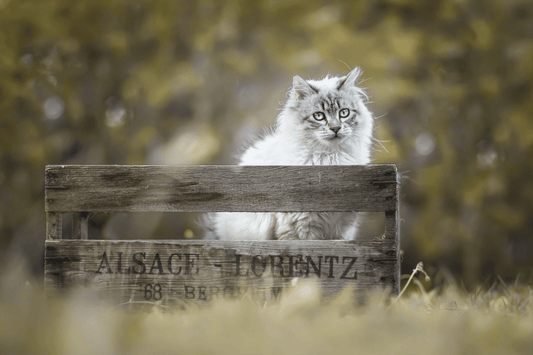 Chat - Faible en céréales - Nourrir comme la nature Pro 