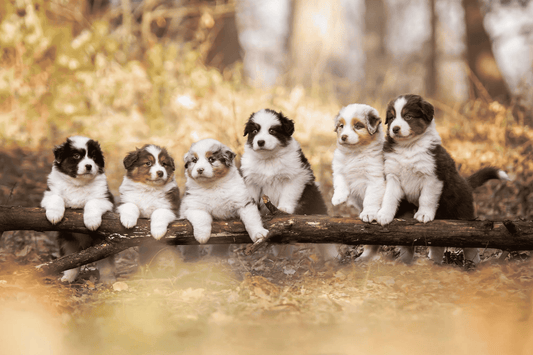 Chien - Éleveurs - Nourrir comme la nature Pro 