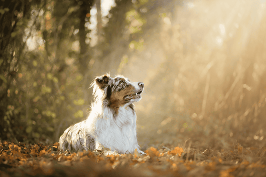 Chien - Faibles en glucides - Nourrir comme la nature Pro 
