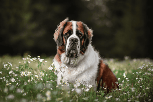 Chien - Grand - Nourrir comme la nature Pro 