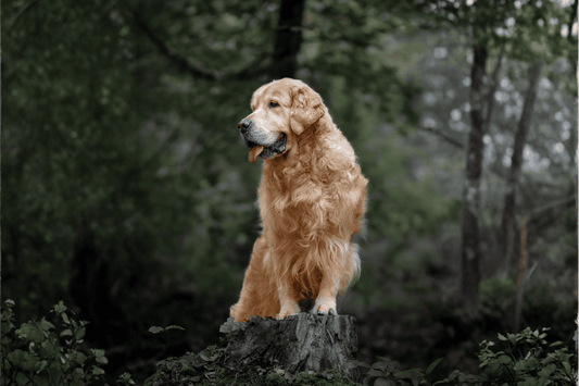 Chien - Âgé - Nourrir comme la nature Pro 