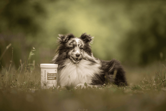 Chien - Compléments alimentaires - Nourrir comme la nature Pro 