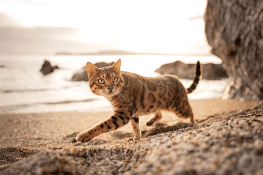 Chat - Compléments alimentaires - Nourrir comme la nature Pro 