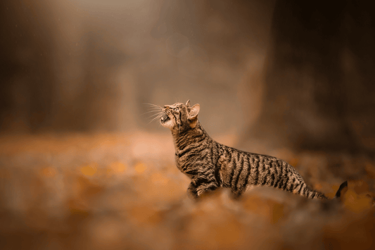 Chat - Pâtées / Boîtes - Nourrir comme la nature Pro 
