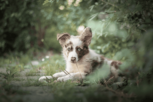 Chien - Chiot - Nourrir comme la nature Pro 