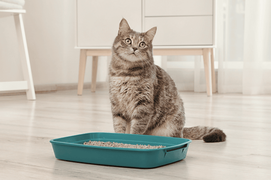 Chat - Accessoires et litières - Nourrir comme la nature Pro 