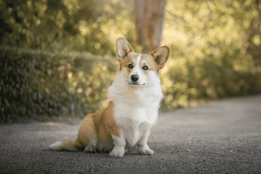 Chien - Light - Nourrir comme la nature Pro 
