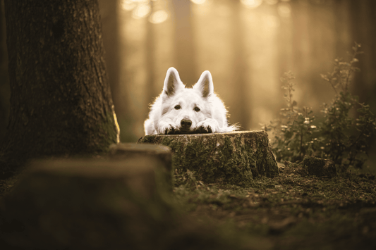 Chien - Sensible - Nourrir comme la nature Pro 