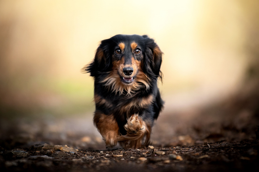 Chien - Stérilisé - Nourrir comme la nature Pro 