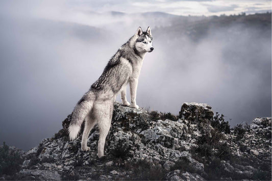 Wolfood - Nourrir comme la nature Pro 