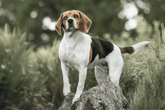 Chien - Besoins spécifiques - Nourrir comme la nature Pro 
