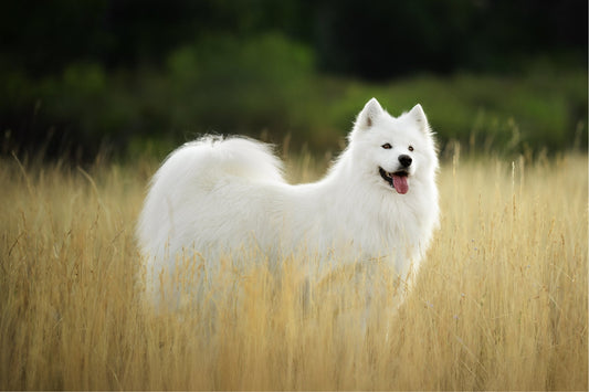Chien - Croquettes - Nourrir comme la nature Pro 