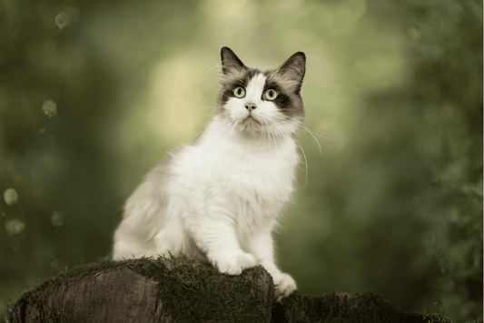 Chat - Faible en glucides - Nourrir comme la nature Pro 