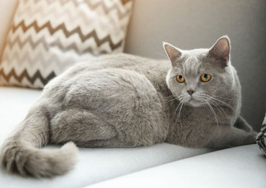 Chat - Stérilisé - Nourrir comme la nature Pro 