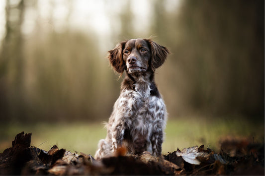 Chien - Moyen - Nourrir comme la nature Pro 