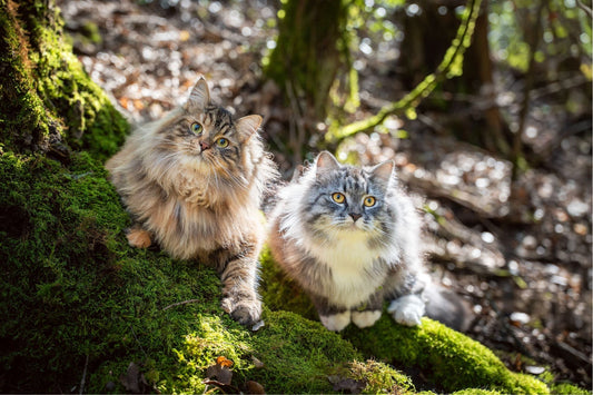 Chat - Croquettes - Nourrir comme la nature Pro 