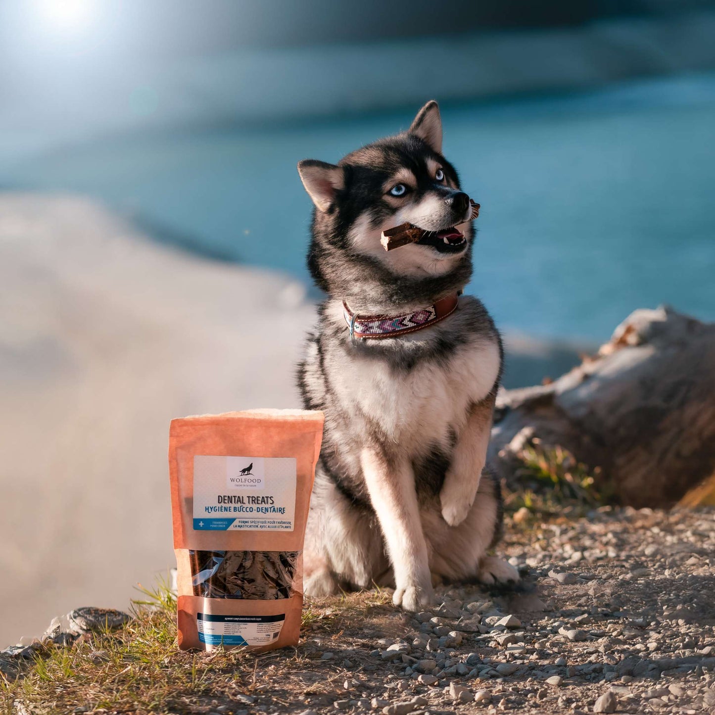 Dental Treats