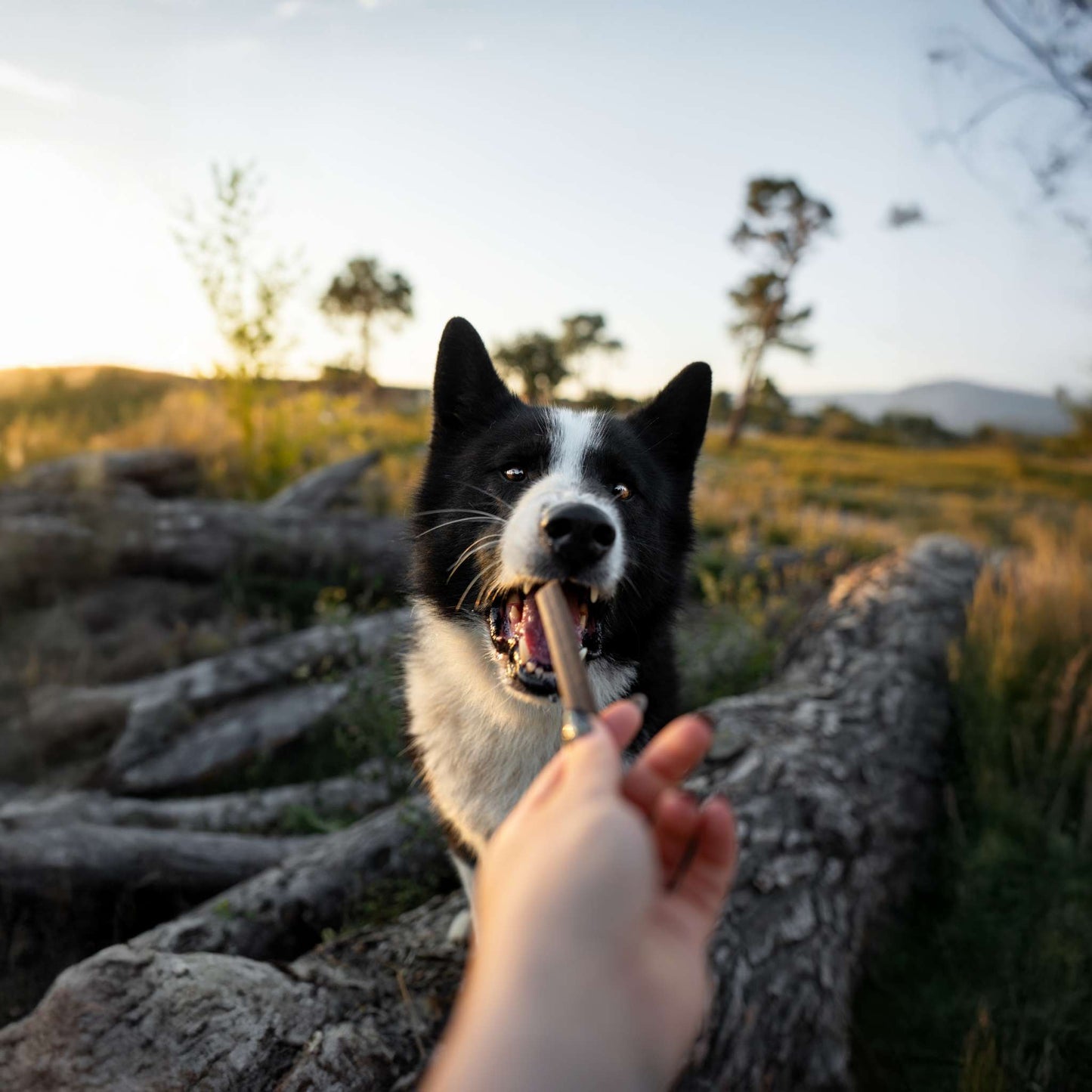 Fish Treats