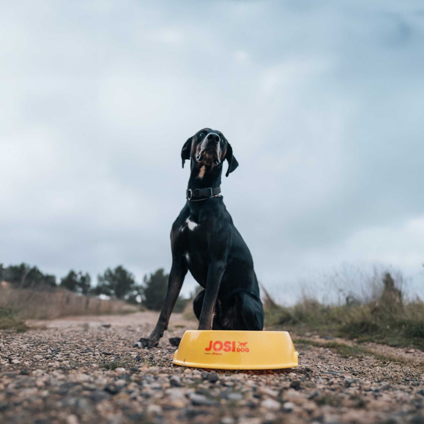 JOSIDOG ACTIVE