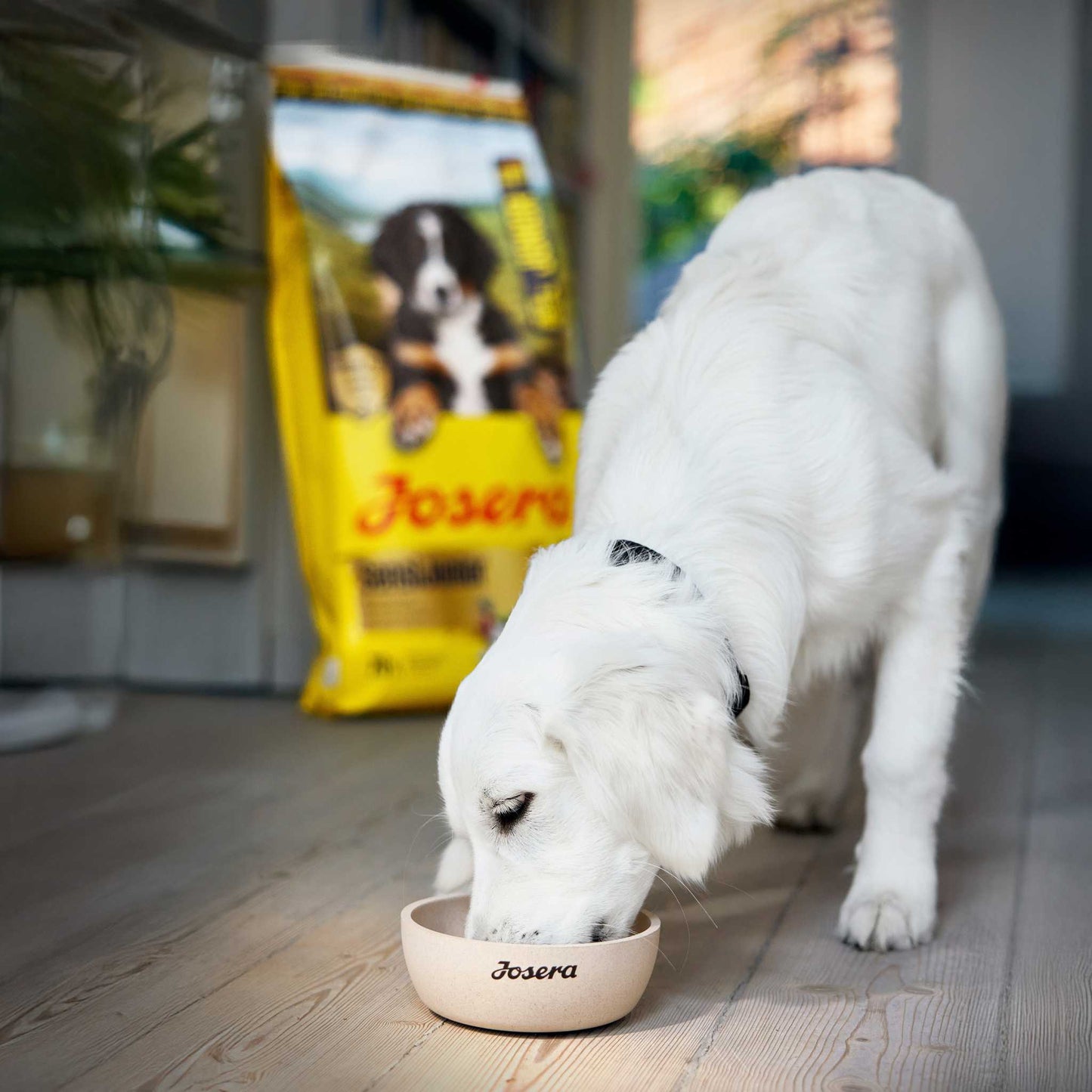 SENSI JUNIOR
