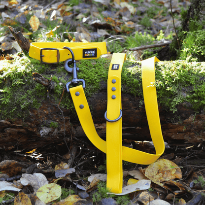 Laisse type biothane