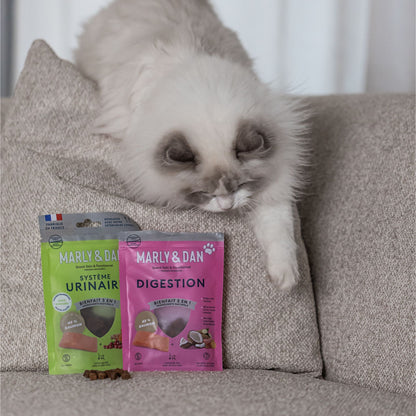 DIGESTION CHAT