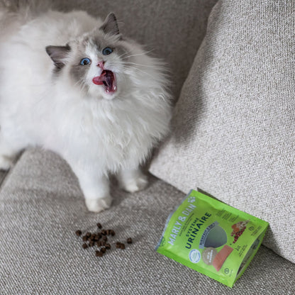SYSTÈME URINAIRE CHAT