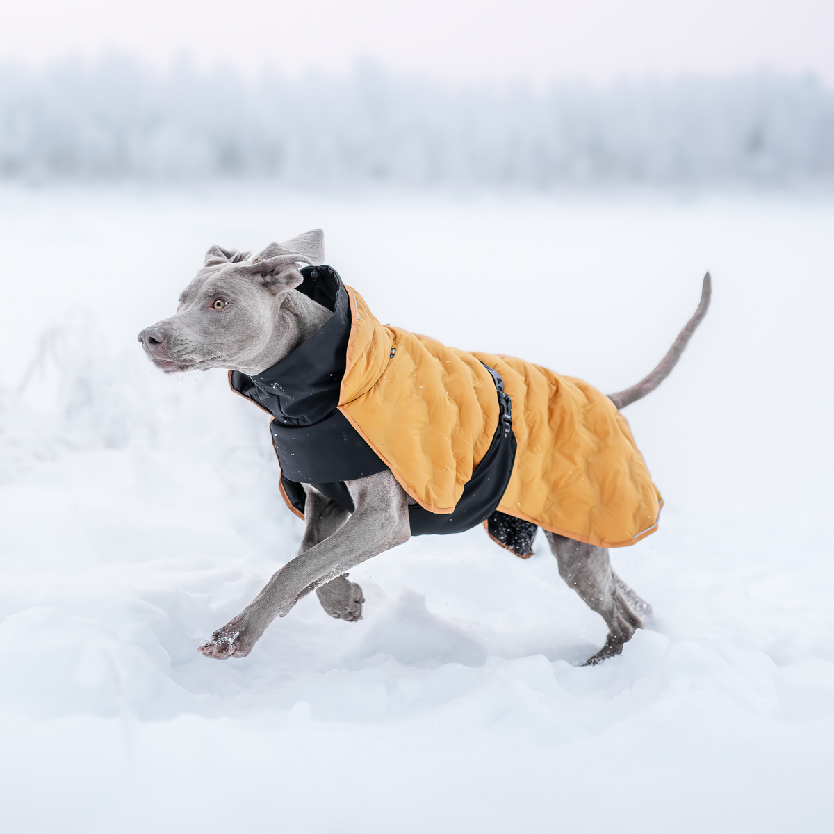 Doudoune pour chien